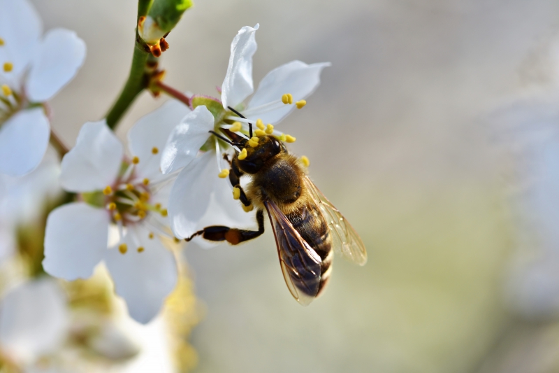 jardinerie-MONS-min_bee-4092986